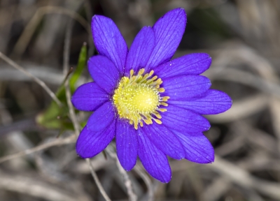 Purple Anemone Feb 2020